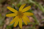 Common Leopardbane